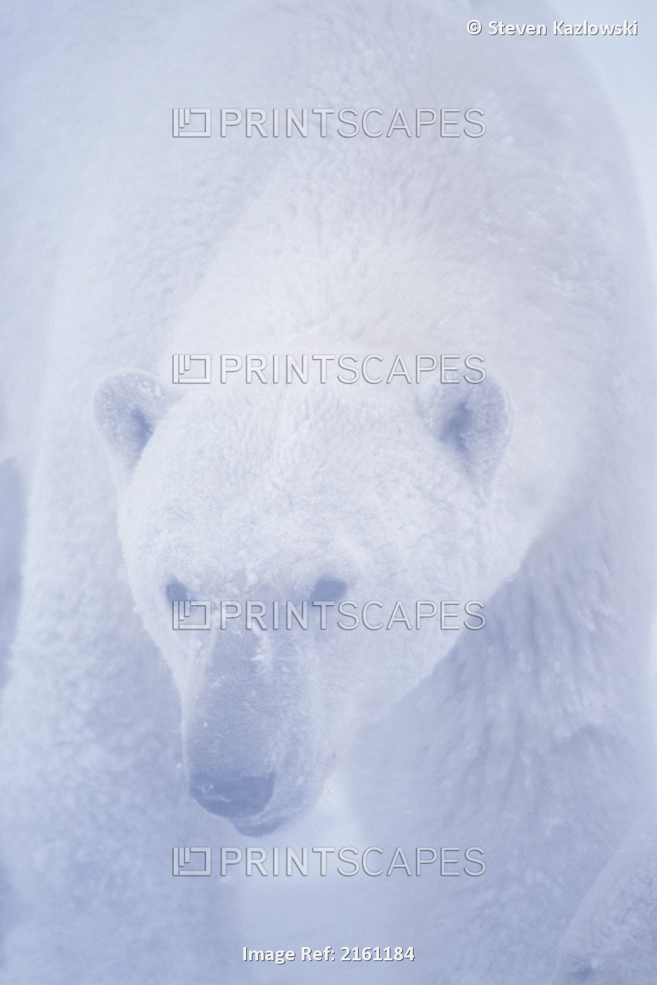 Close Up Of A Polar Bear In A Snow Storm On The 1002 Coastal Plain Of The ...
