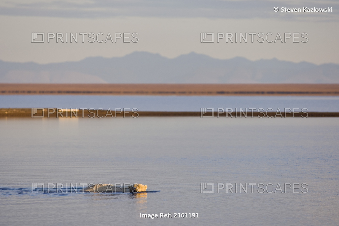 Polar Bear Swims At Sunset Off The Coast Of Anwr With The Brooks Range In ...