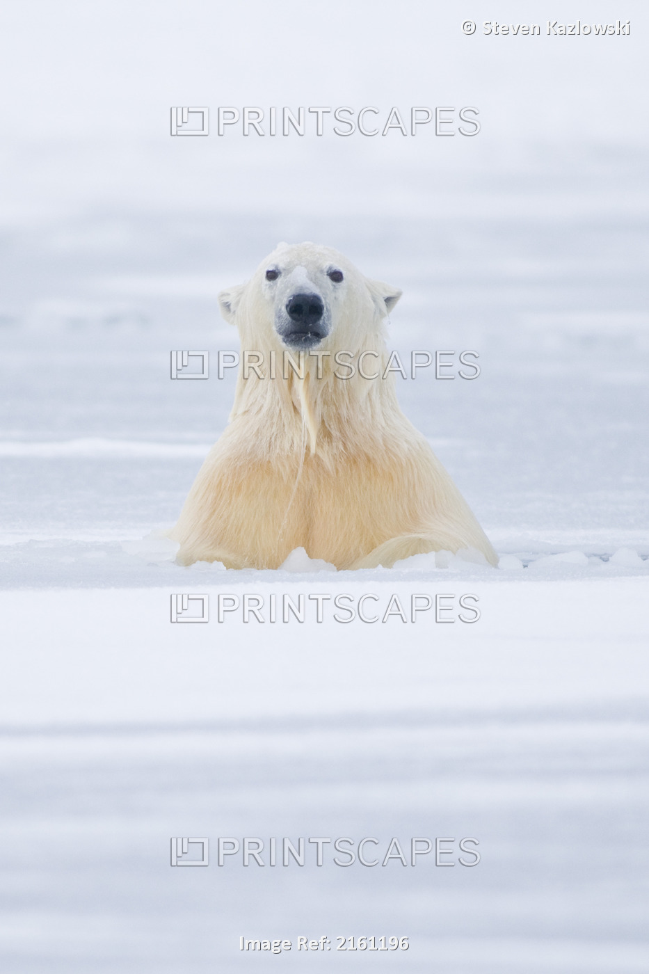 Two-Year Old Polar Bear Plays In Newly Forming Slushy Pack Ice Along The Arctic ...