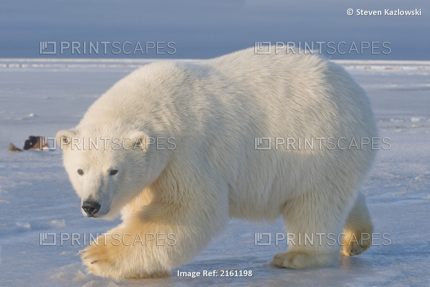 Polar Bear Sub-Adult Walking On Newly Formed Pack Ice Along The Arctic Coast, ...