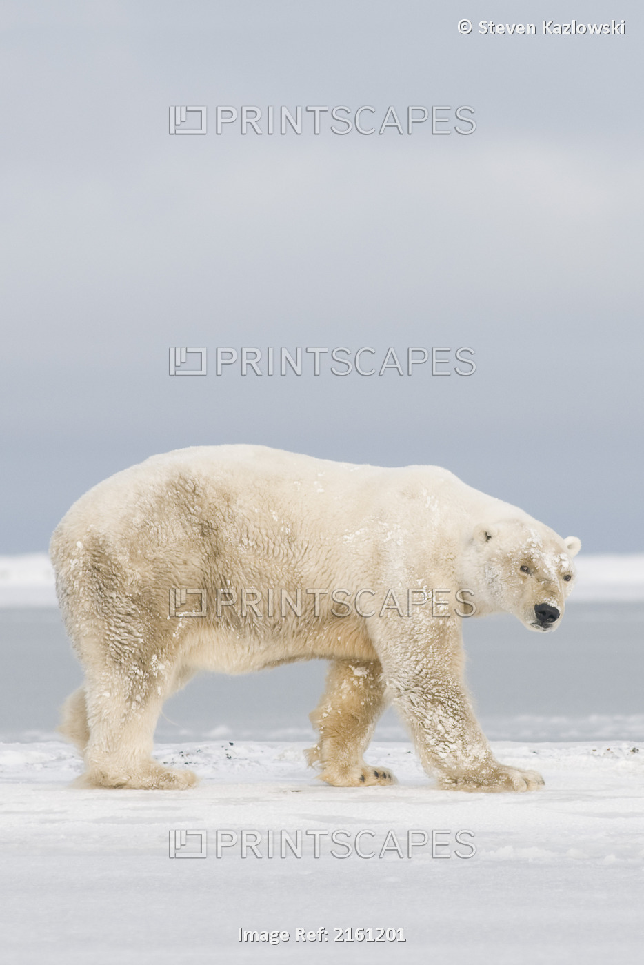 Large Thin And Old Boar Polar Bear Looks For Food Along The Arctic Coast, 1002 ...