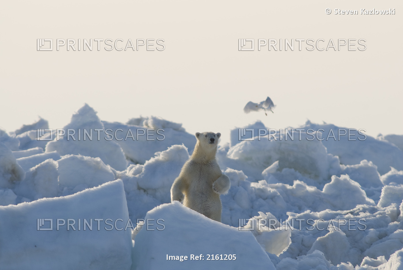 Polar Bear Travels Through The Pack Ice Over The Chukchi Sea In Search Of Food ...
