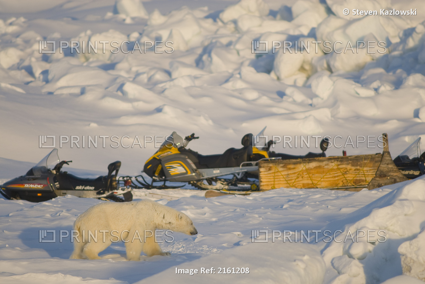Polar Bear Investigates A Snow Machine Of Researchers On The Pack Ice Over The ...