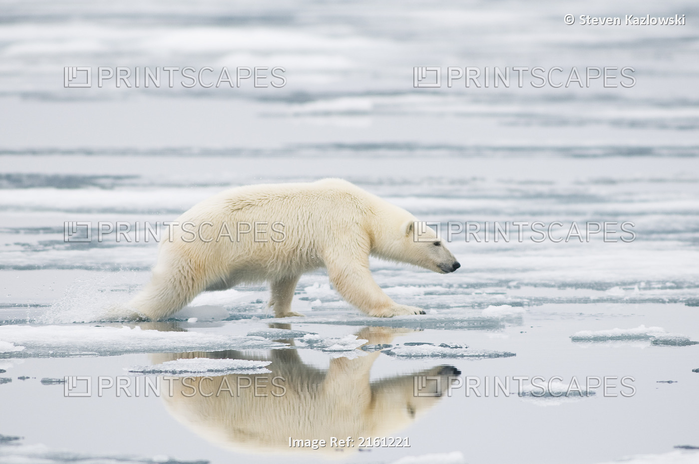 Polar Bear Sow Leaps Across The Ice Floe Hunting For Seals Amidst The Sea Ice ...