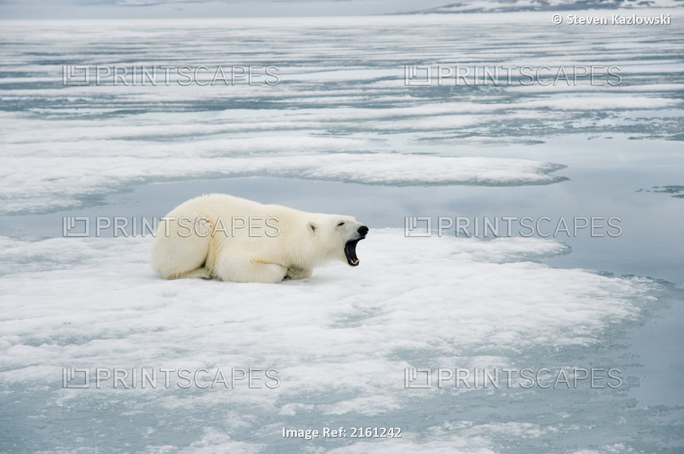 Polar Bear Adult Sow Rests On The Sea Ice After Seaching For Seals Along The ...