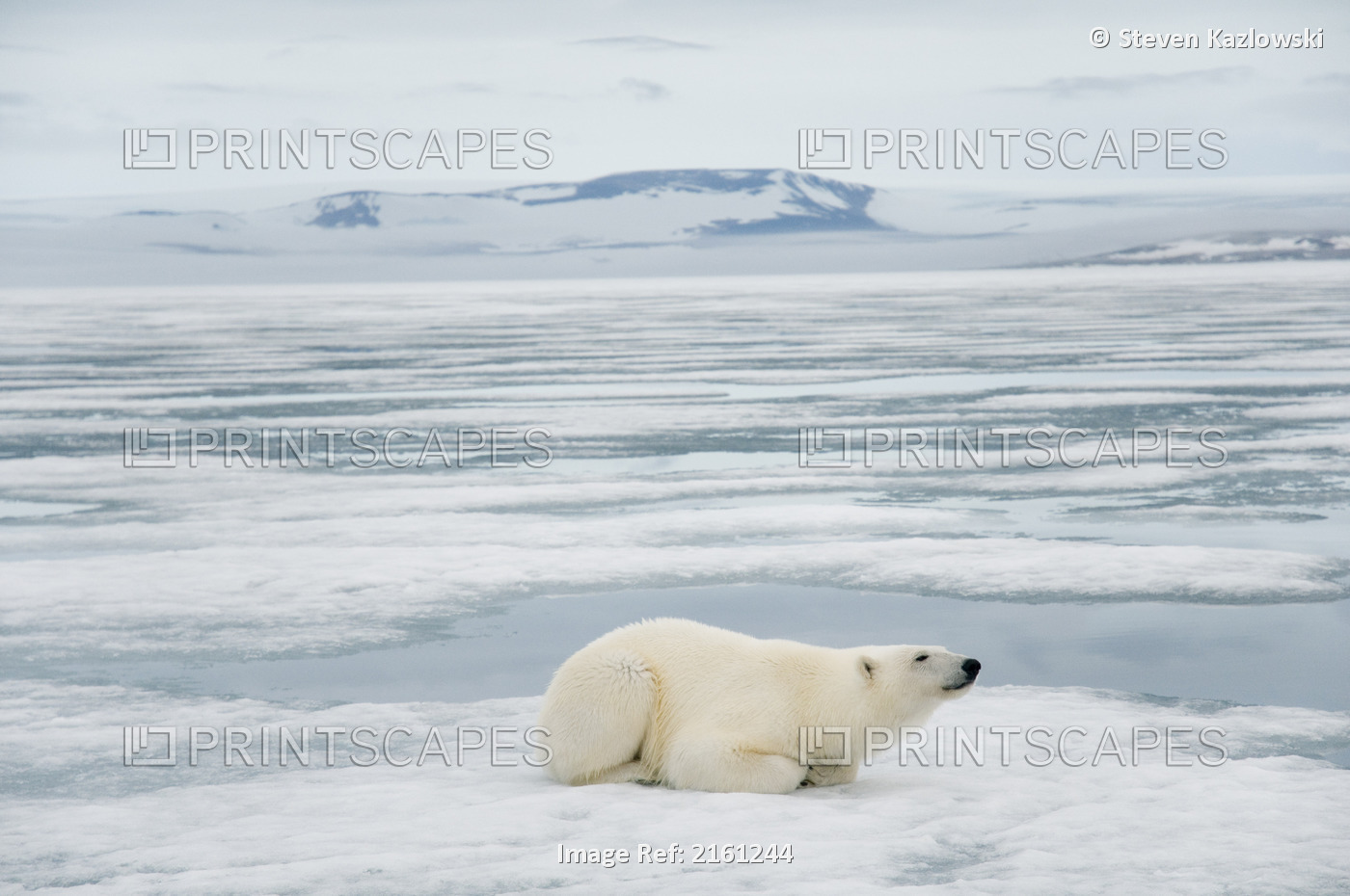 Polar Bear Adult Sow Rests On The Sea Ice After Seaching For Seals Along The ...