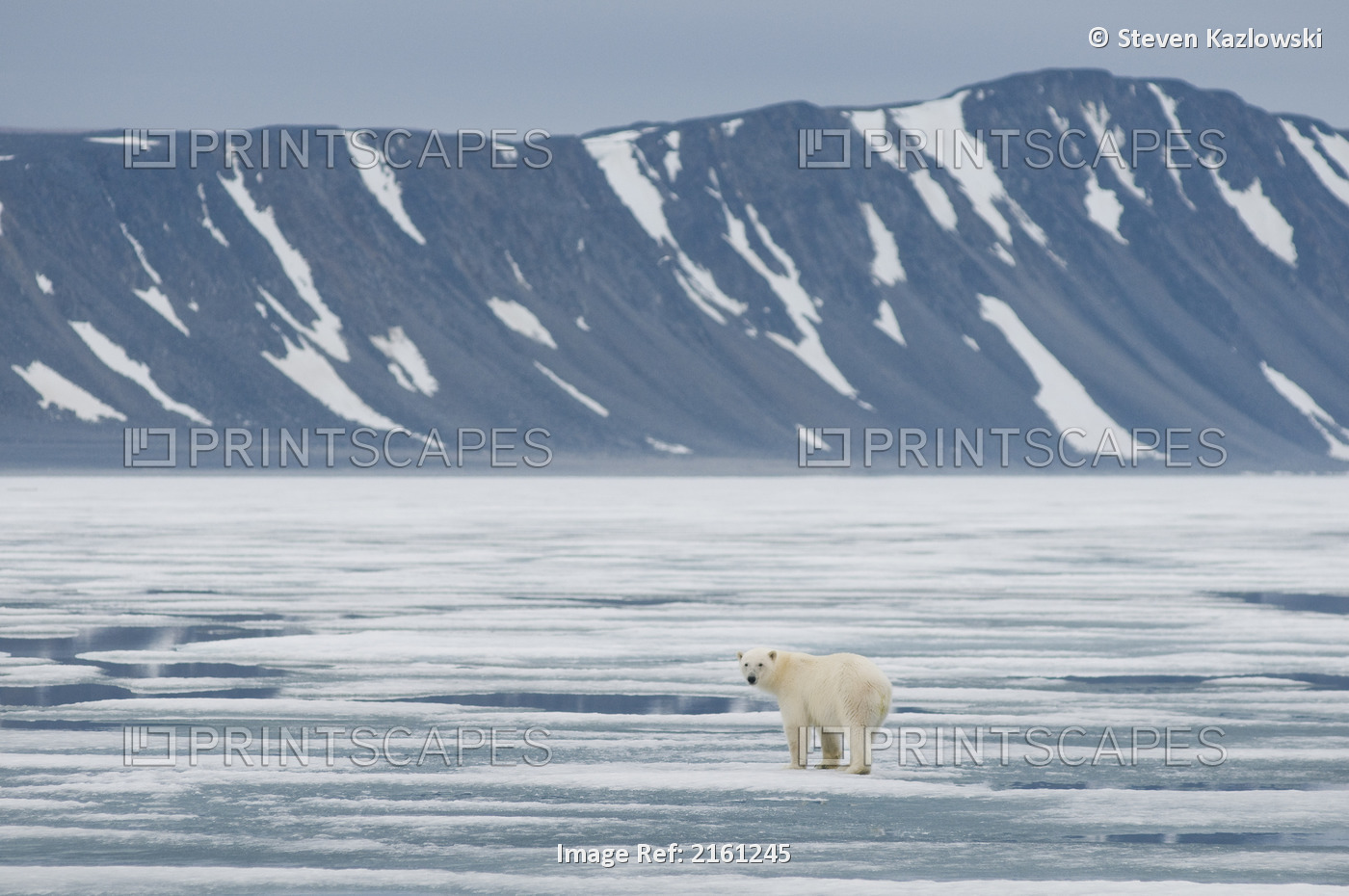 Polar Bear Adult Travels On Sea Ice Floating Along The Coast Of Svalbard In ...