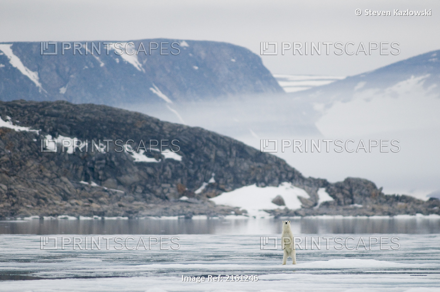 Polar Bear Adult Travels On Sea Ice Floating Along The Coast Of Svalbard In ...