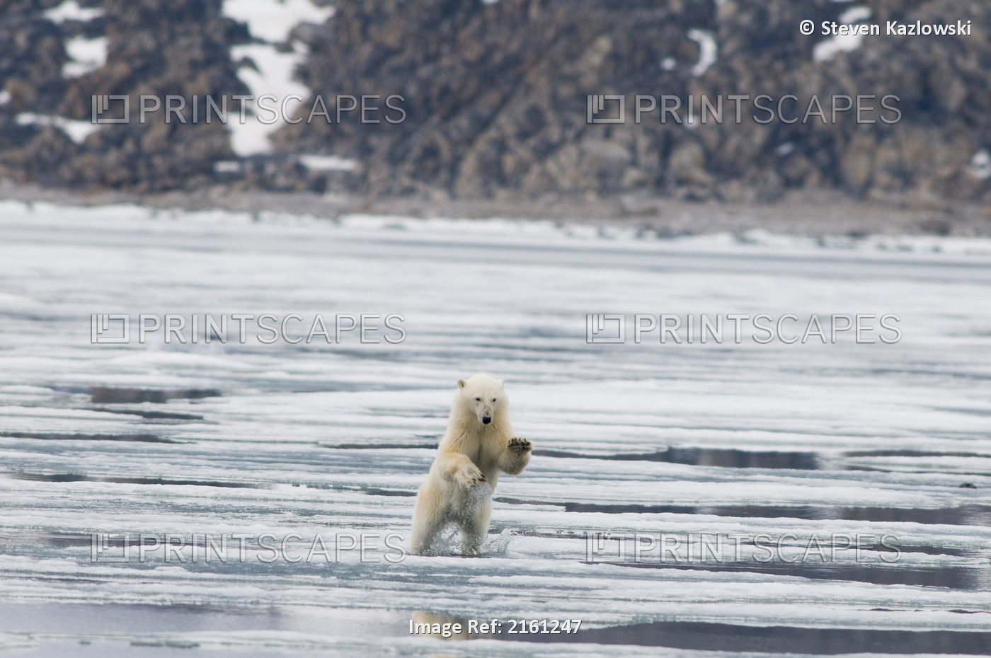 Polar Bear Sow Leaps On Ice For Hunting For Seals Amidst The Sea Ice Floating ...