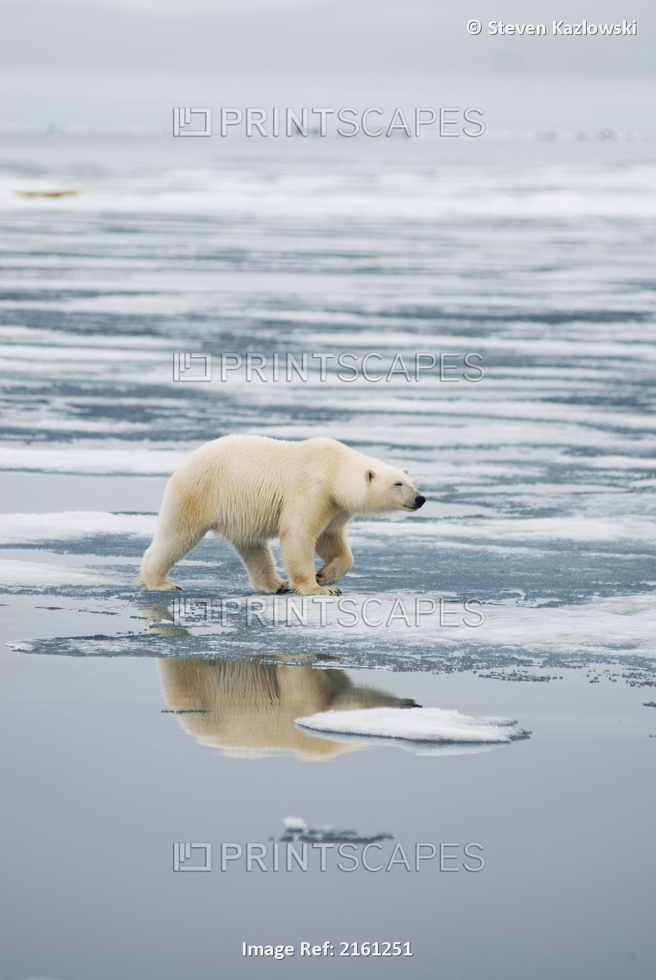 Polar Bear Travels Along Sea Ice In Search Of Seals Off The Coast Of Svalbard, ...