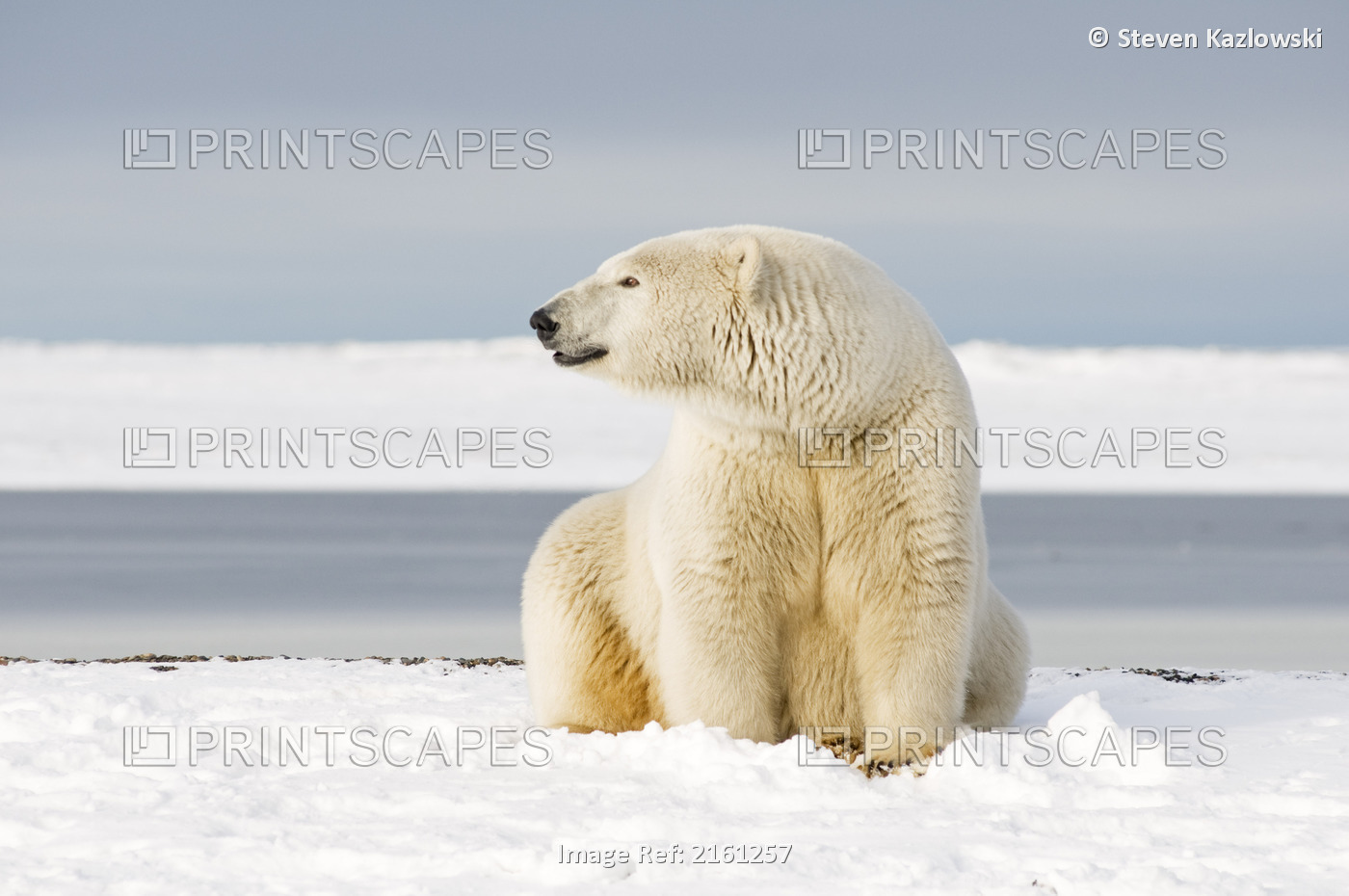 Polar Bear Sow On A Barrier Island In Early Fall, Barter Island, 1002 Area Of ...