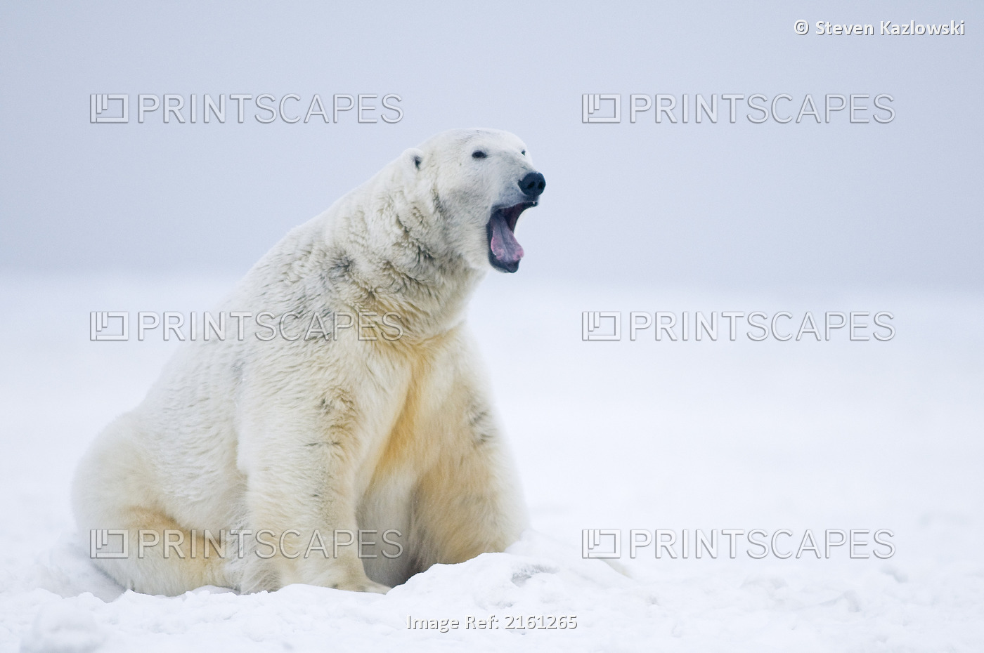 Large Polar Bear Boar Rests Along A Barrier Island During Fall Freeze Up, ...