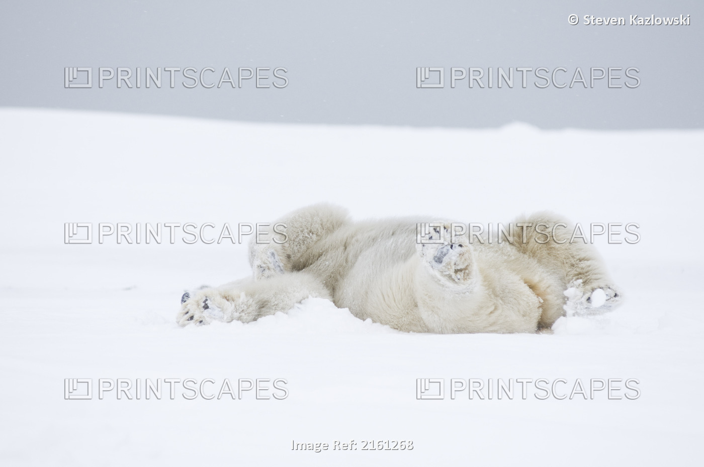 Young Polar Bear Boar Rolling Around In The Snow Along A Barrier Island During ...