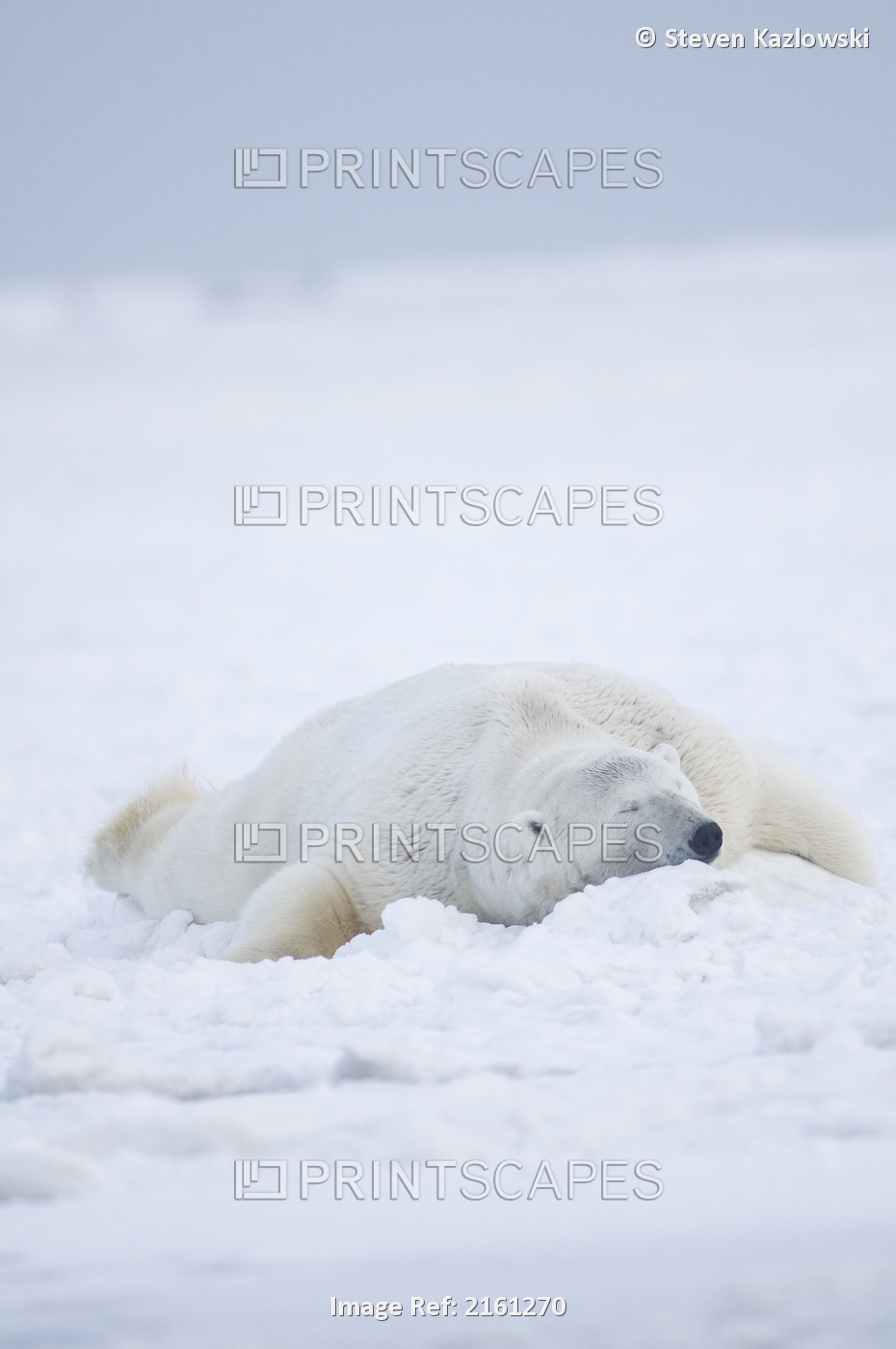 Young Polar Bear Boar Sleeps In The Snow Along A Barrier Island During Fall ...