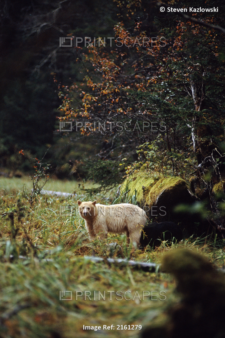 Spirit Bear/White Black Bear In Rainforest Bc Canada Summer