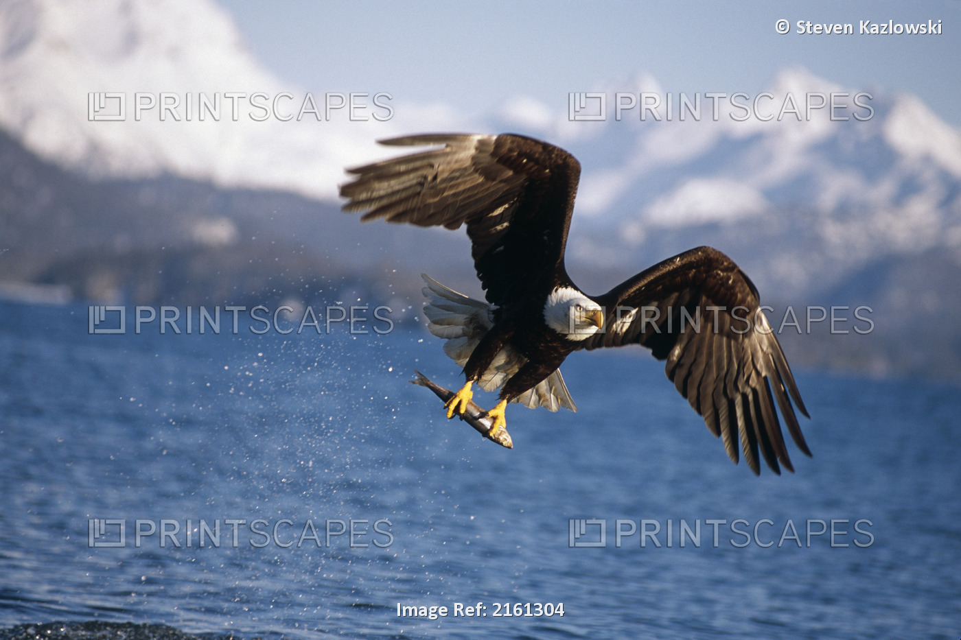 Bald Eagle Grabs Fish Out Of Water Kachemak Bay Kp Ak Homer Spit Spring Series