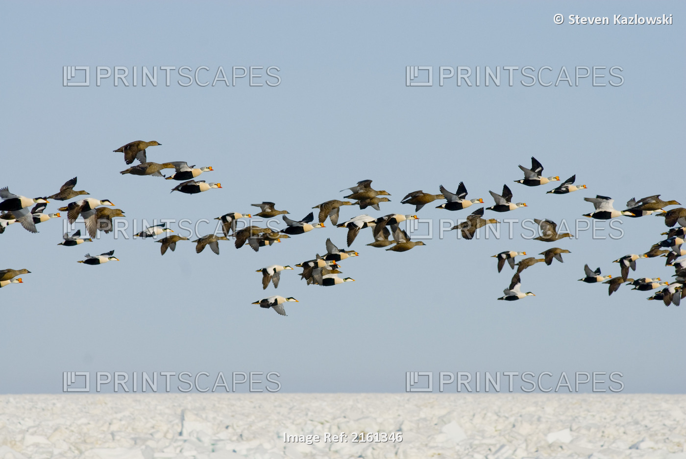 King Eider And Common Eider Ducks In Flight Over The Frozen Pack Ice Of The ...