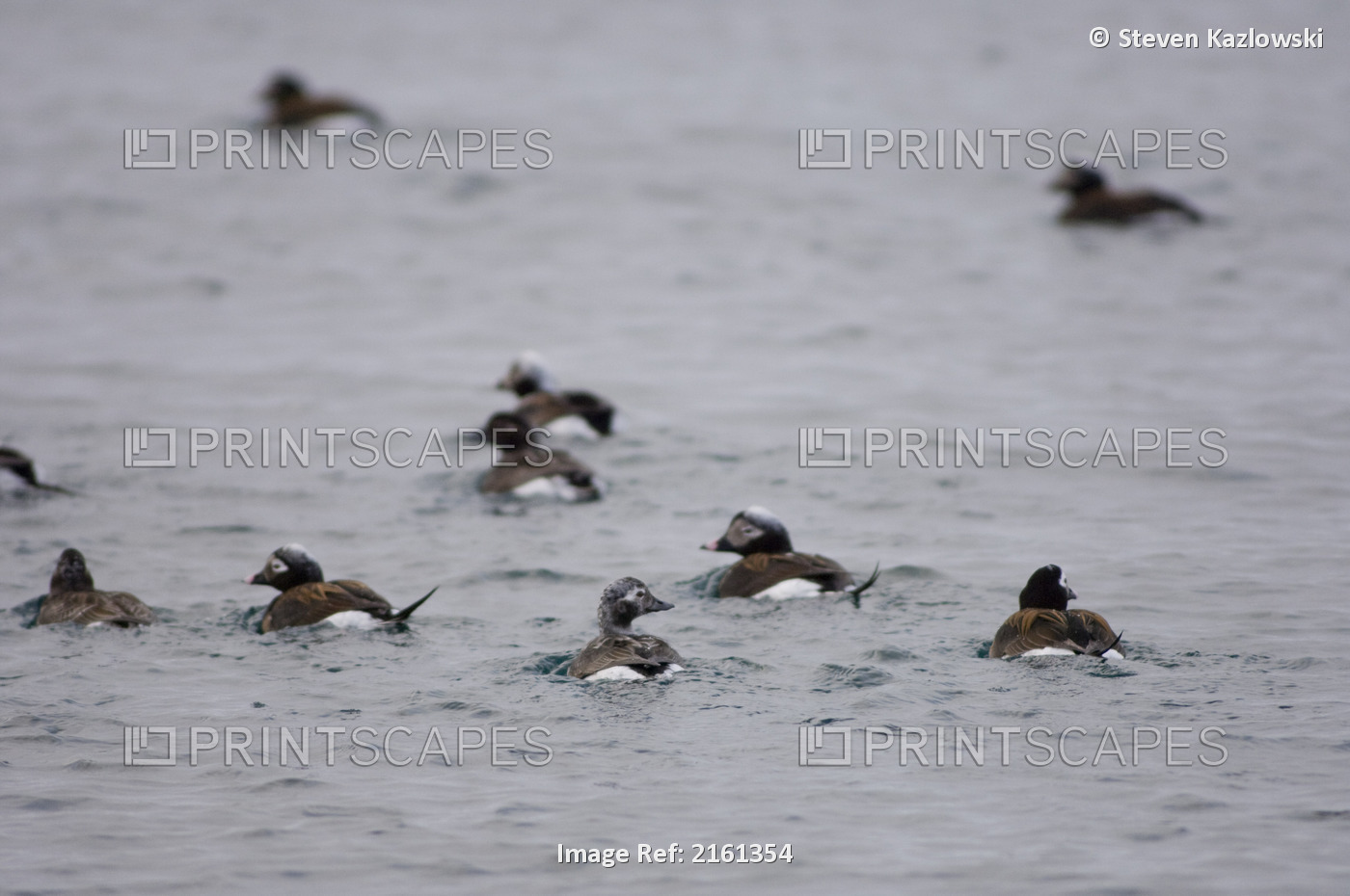 Long Tail Ducks Swim In An Open Lead In The Chukchi Sea During Spring ...