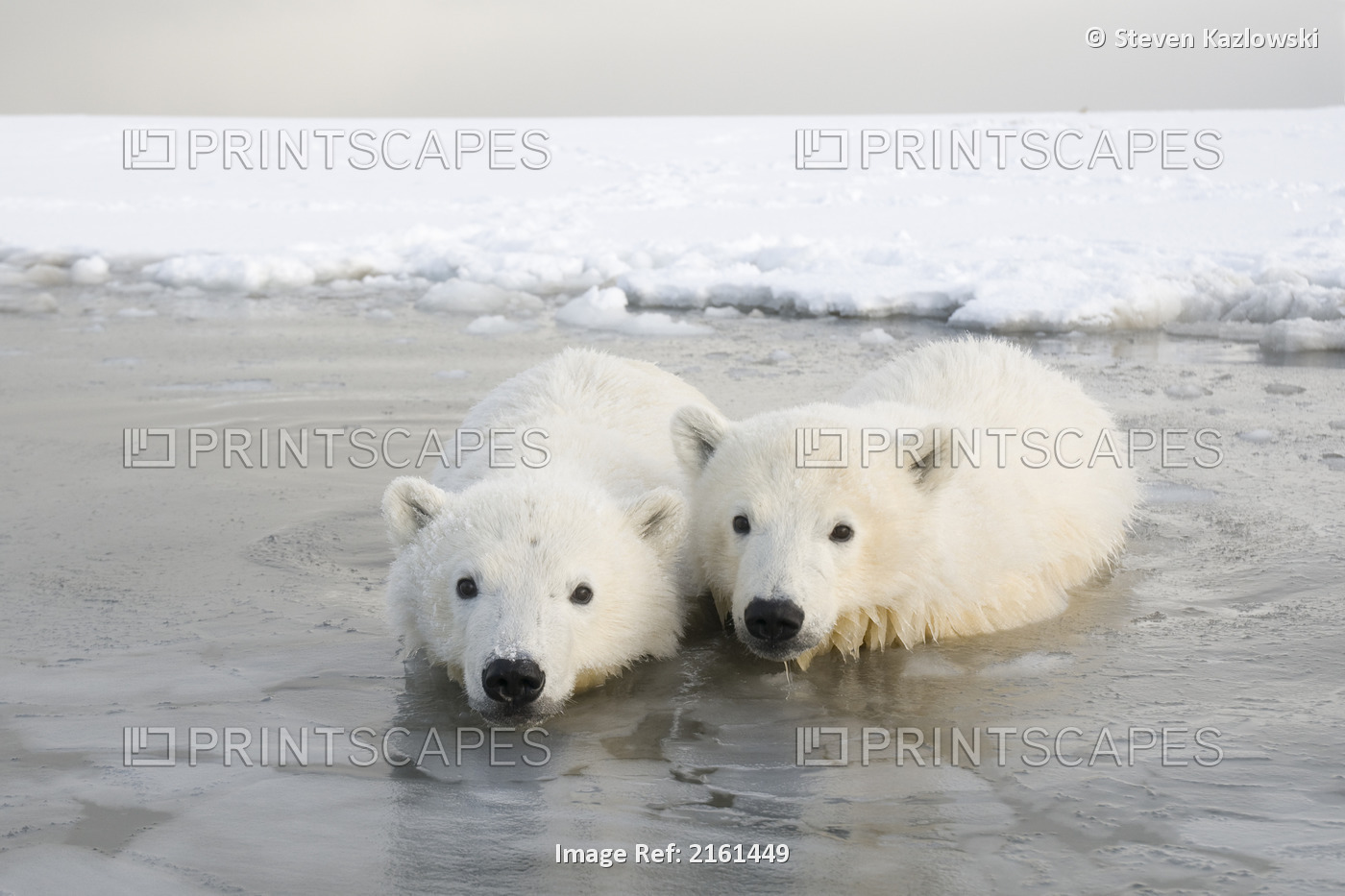 Two Spring Cubs Wade In Shallow Waters Off Newly Formed Pack Ice, Off The 1002 ...