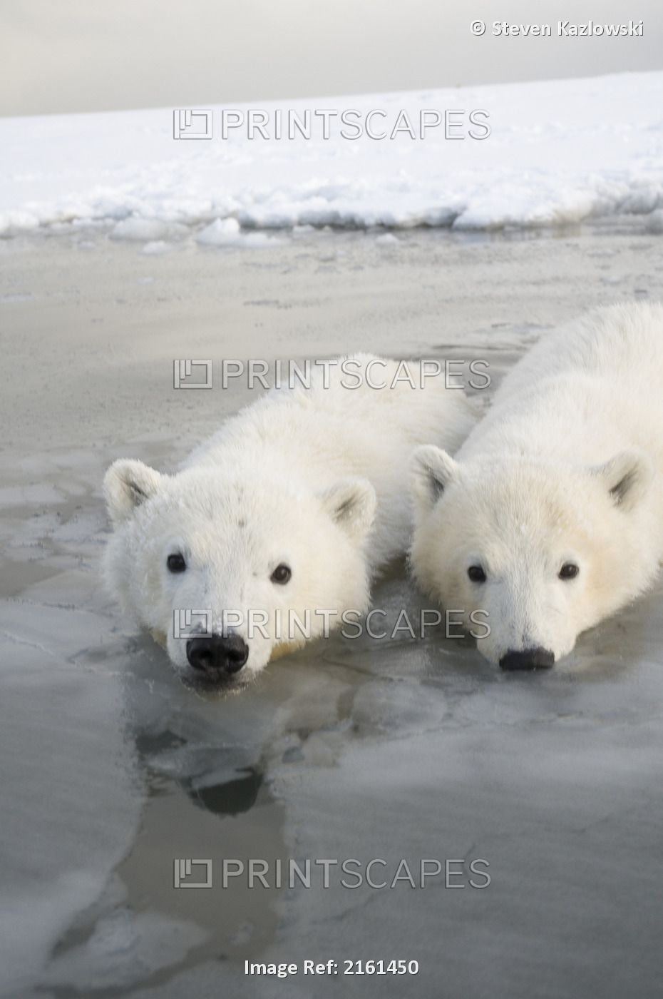 Two Spring Cubs Wade In Shallow Waters Off Newly Formed Pack Ice, Off The 1002 ...