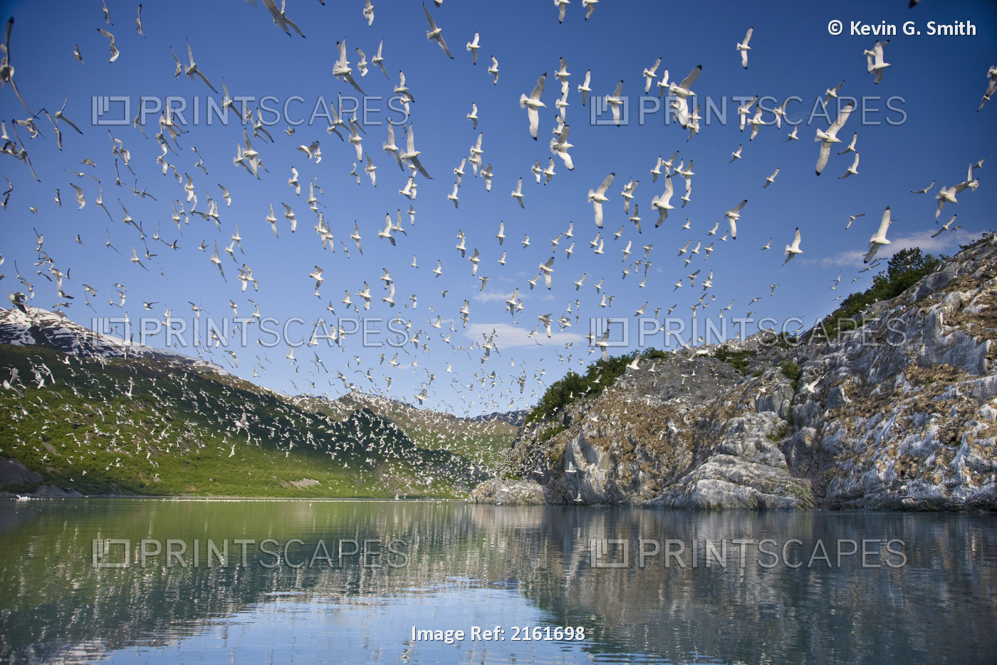 Kittiwakes Flying From Their Rookery After A Bald Eagle Had Been Spotted, Shoup ...