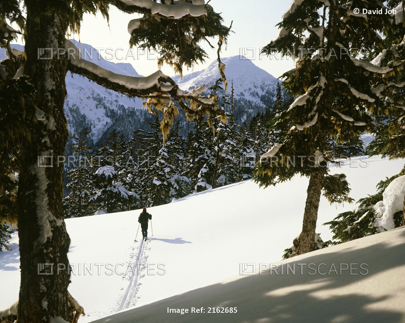 Cross-Country Skiing @ Tongass Point Se Alaska Winter Scenic