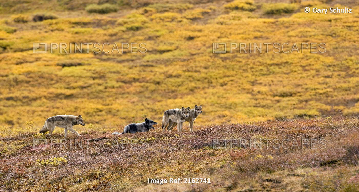 Pack Of Gray Wolves On Fall Tundra Denali National Park Alaska