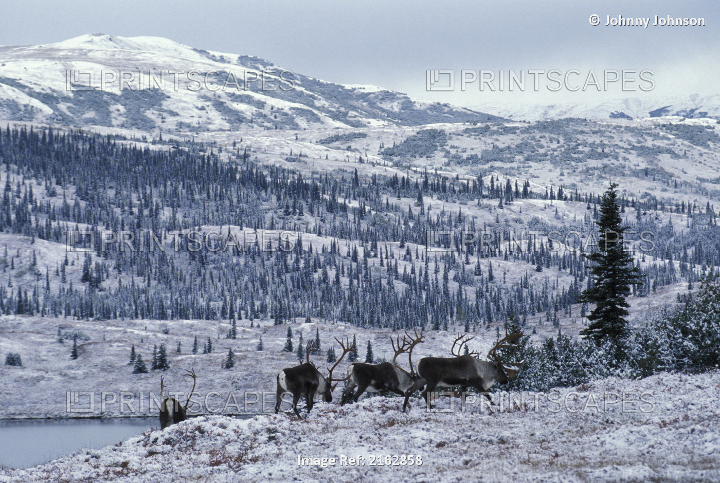 Caribou Bulls Feed On Tundra In Snow Interior Ak Winter