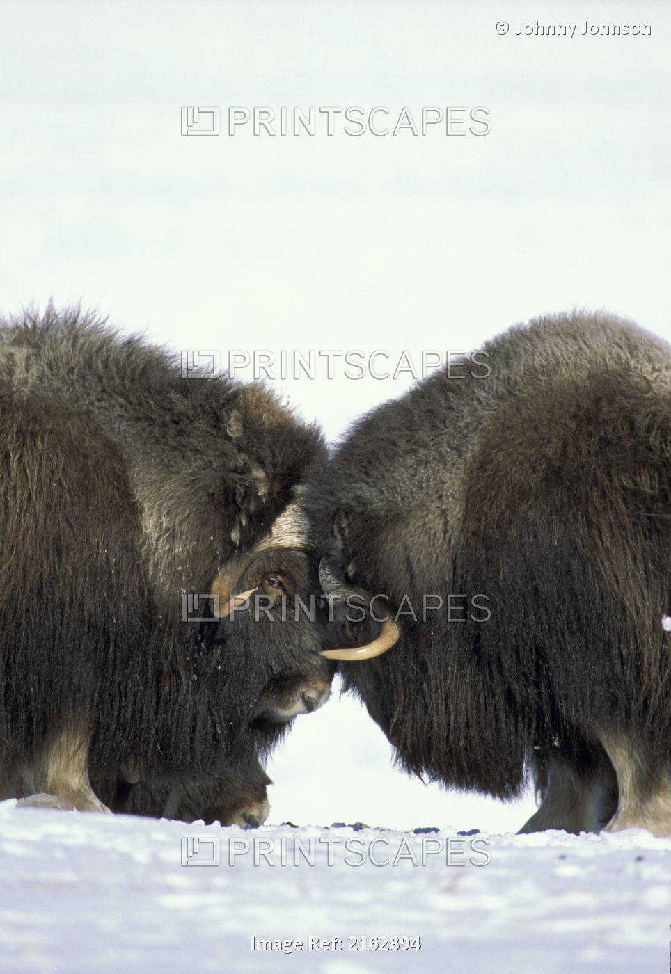 Wild Musk Ox Gather In Herd Nunivak Island We Alaska/Nak Maritime National ...