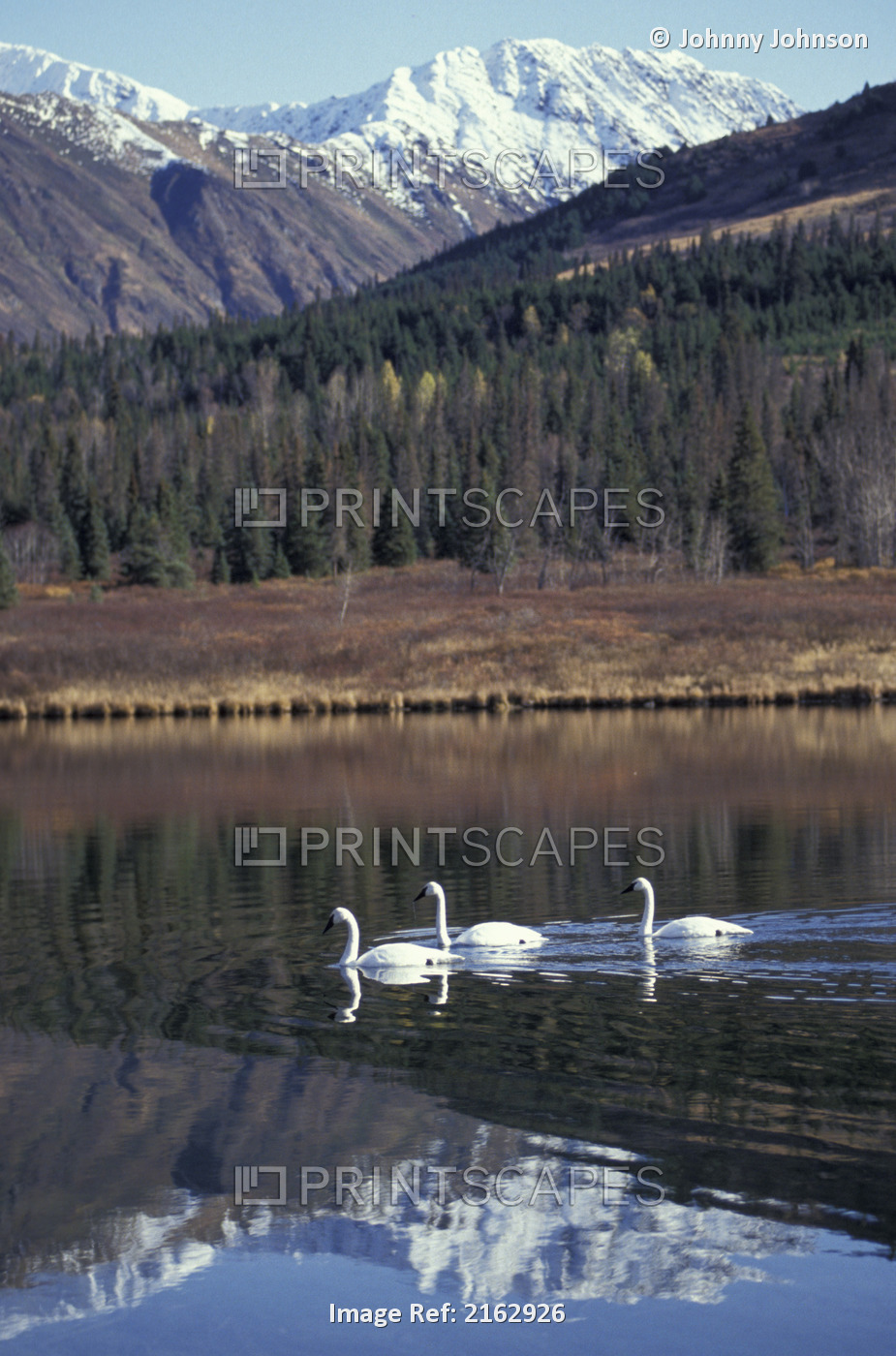 Trumpeter Swans Swimming On Lake Kenai Nwr Kp Ak Autumn
