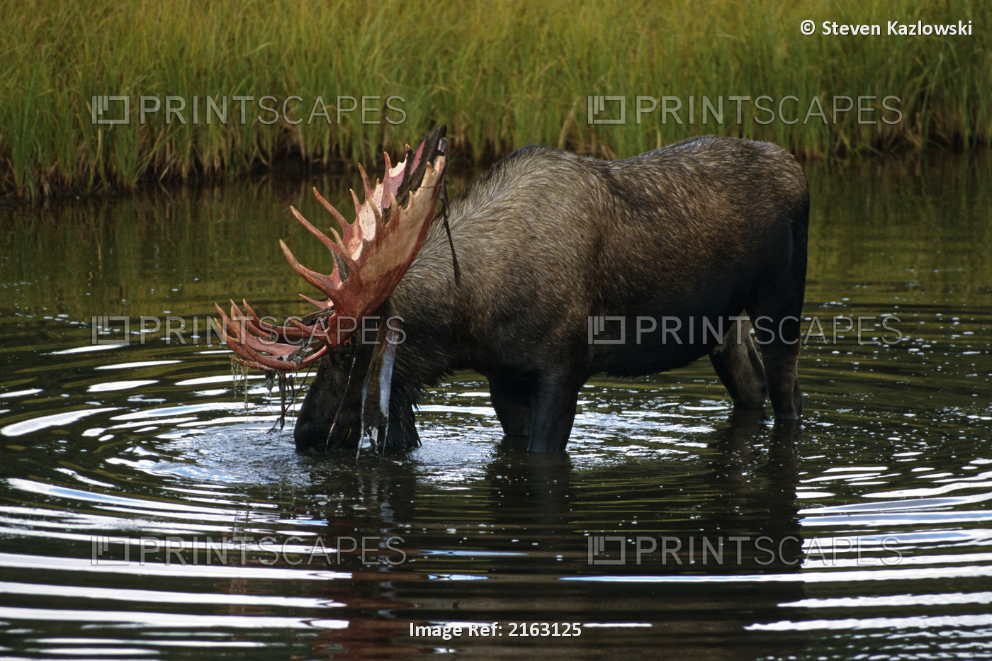 Bull Moose Feeding In Tundra Pond In Ak Summer Denali Np