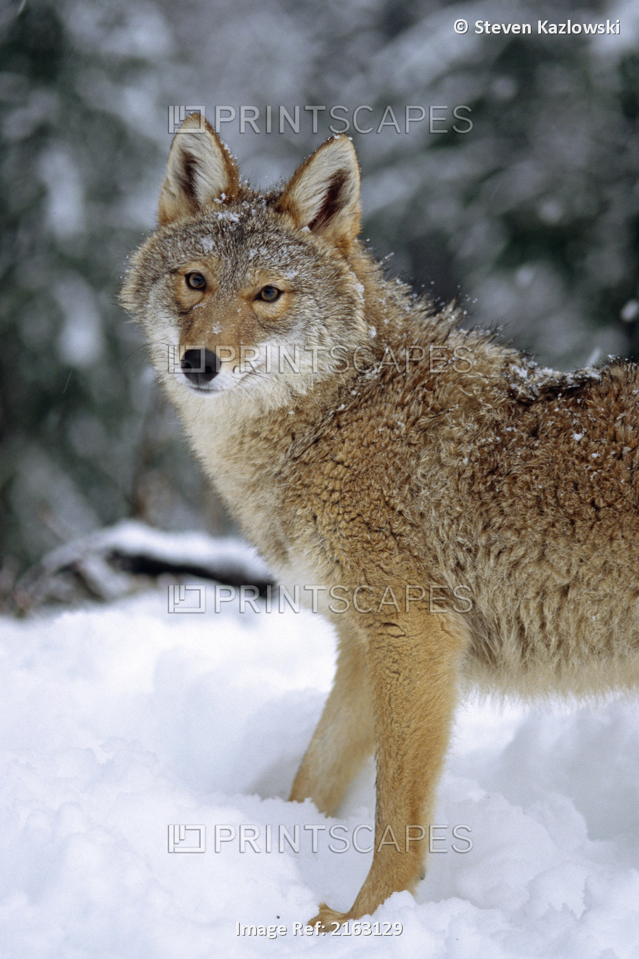 Captive: Portrait Of Coyote In Forest, Tongass National Forest, Kroschel ...