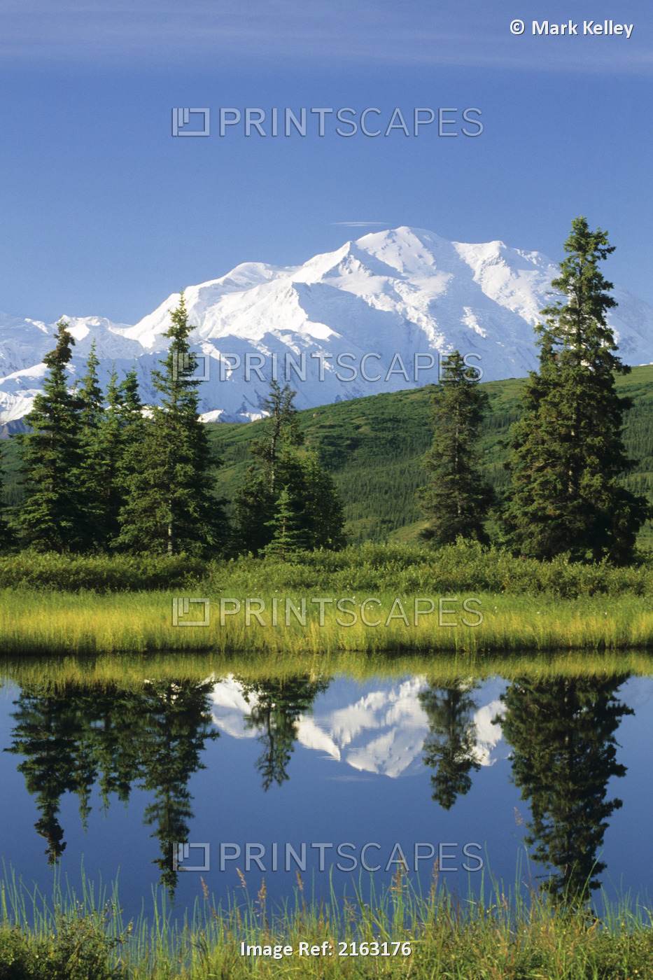 Mt Mckinley Reflecting In Nugget Pond Denali National Park Interior Alaska ...