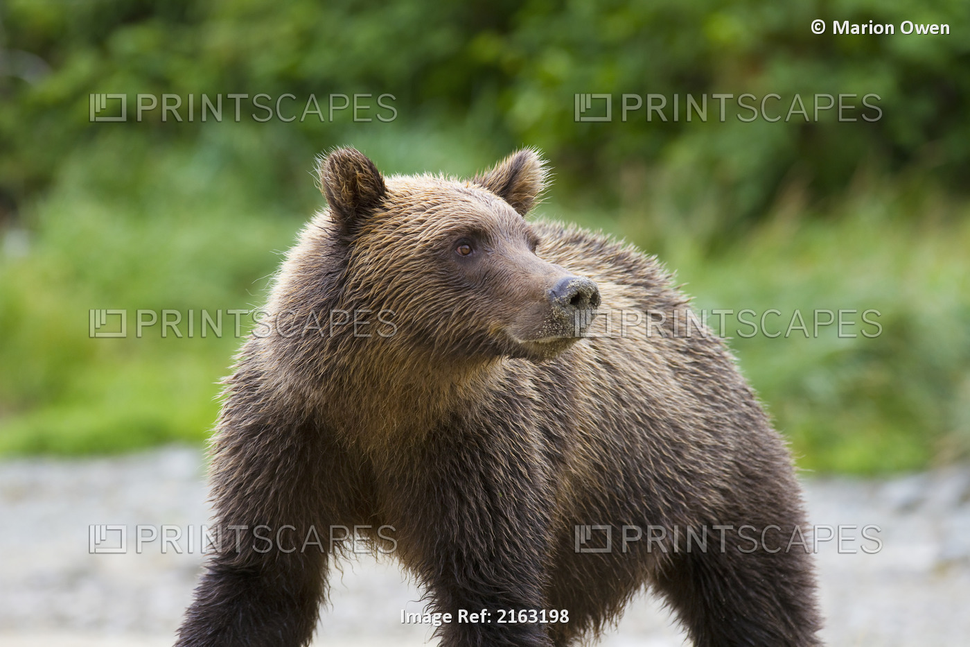 Coastal Brown Bear Standing In A Stream At Kinak Bay, Katmai National Park & ...