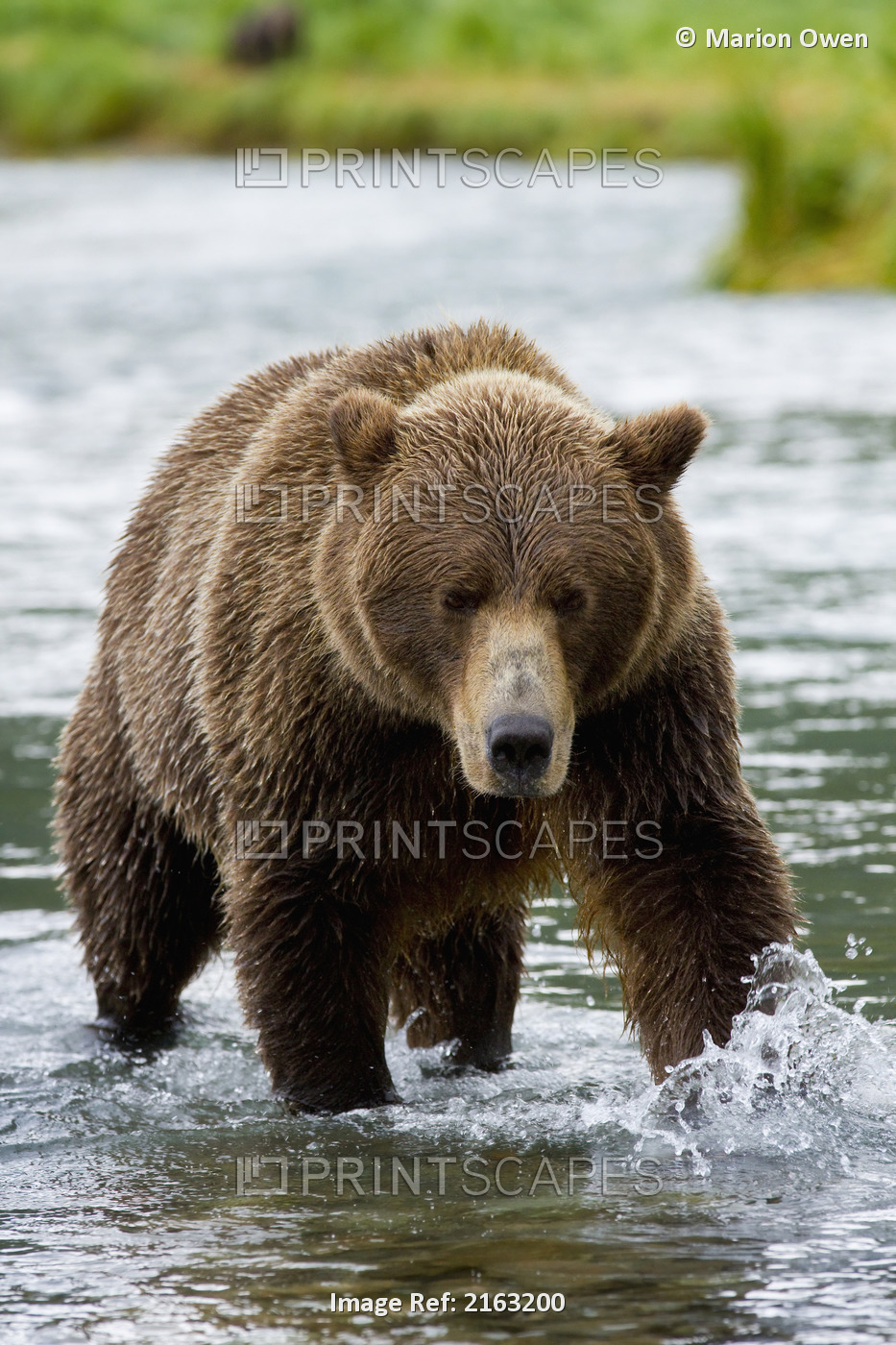 Coastal Brown Bear Chasing Salmon In Geographic Harbor, Katmai National Park & ...