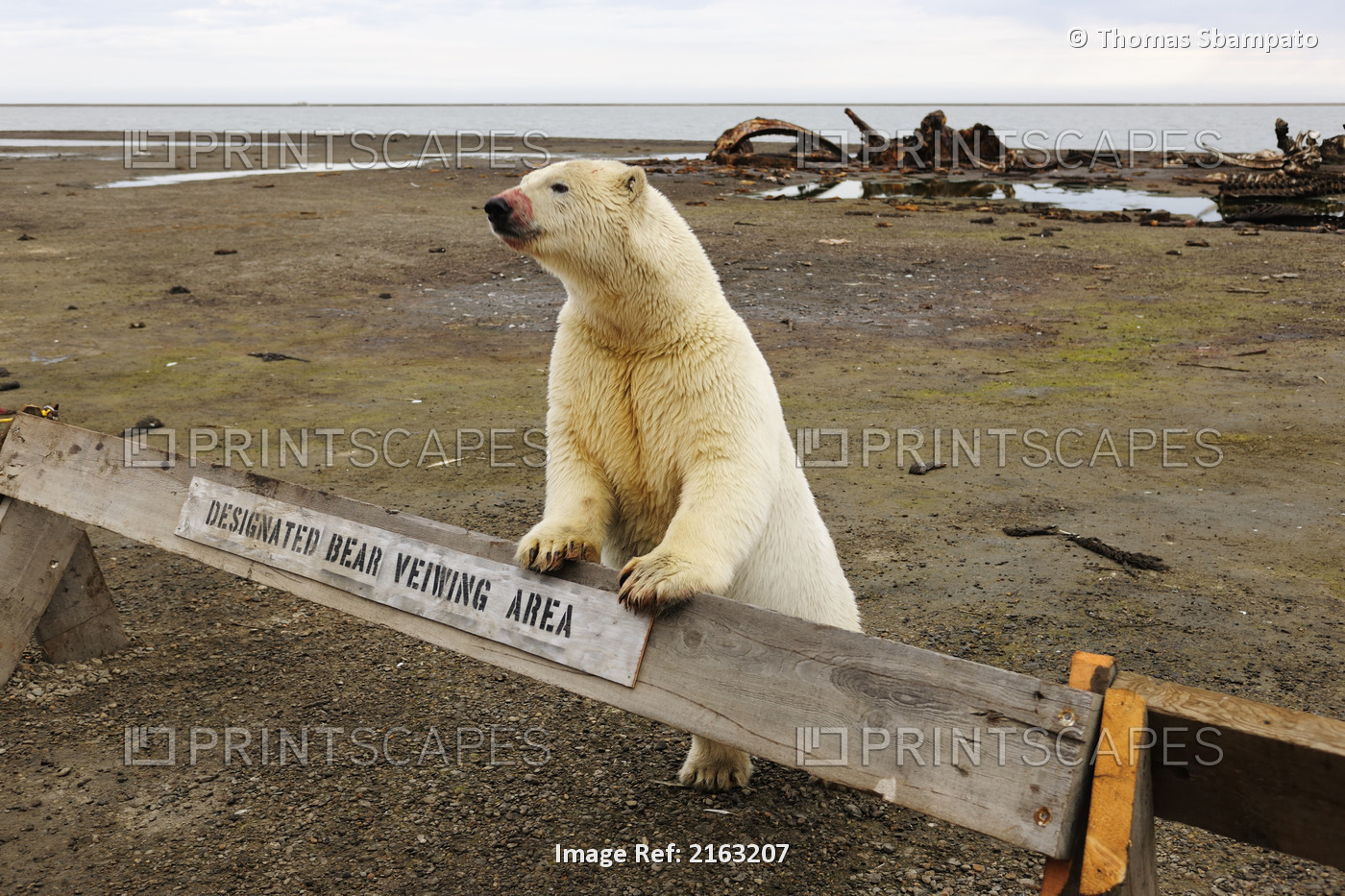 Polar Bear With A Blood Stained Snout Leaning On 'designated Bear Viewing Area' ...