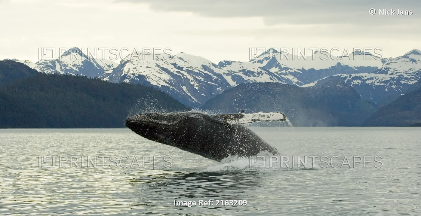 Humpback Whale Breaches Near Glacier Bay National Park, Alaska