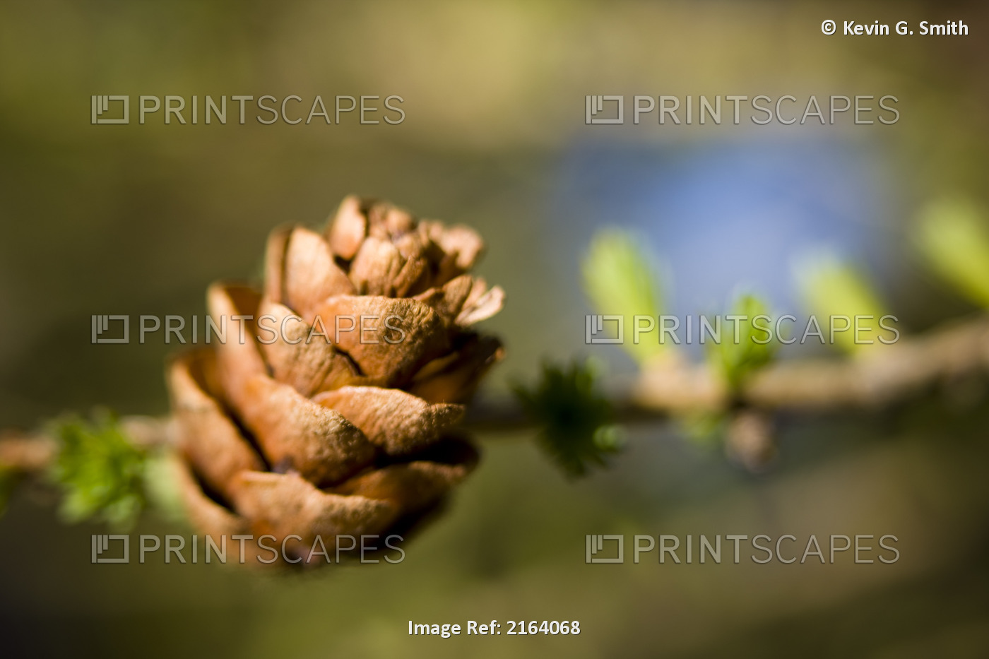 Macro Of Larch Needles And Cone During Spring, Anchorage, Alaska