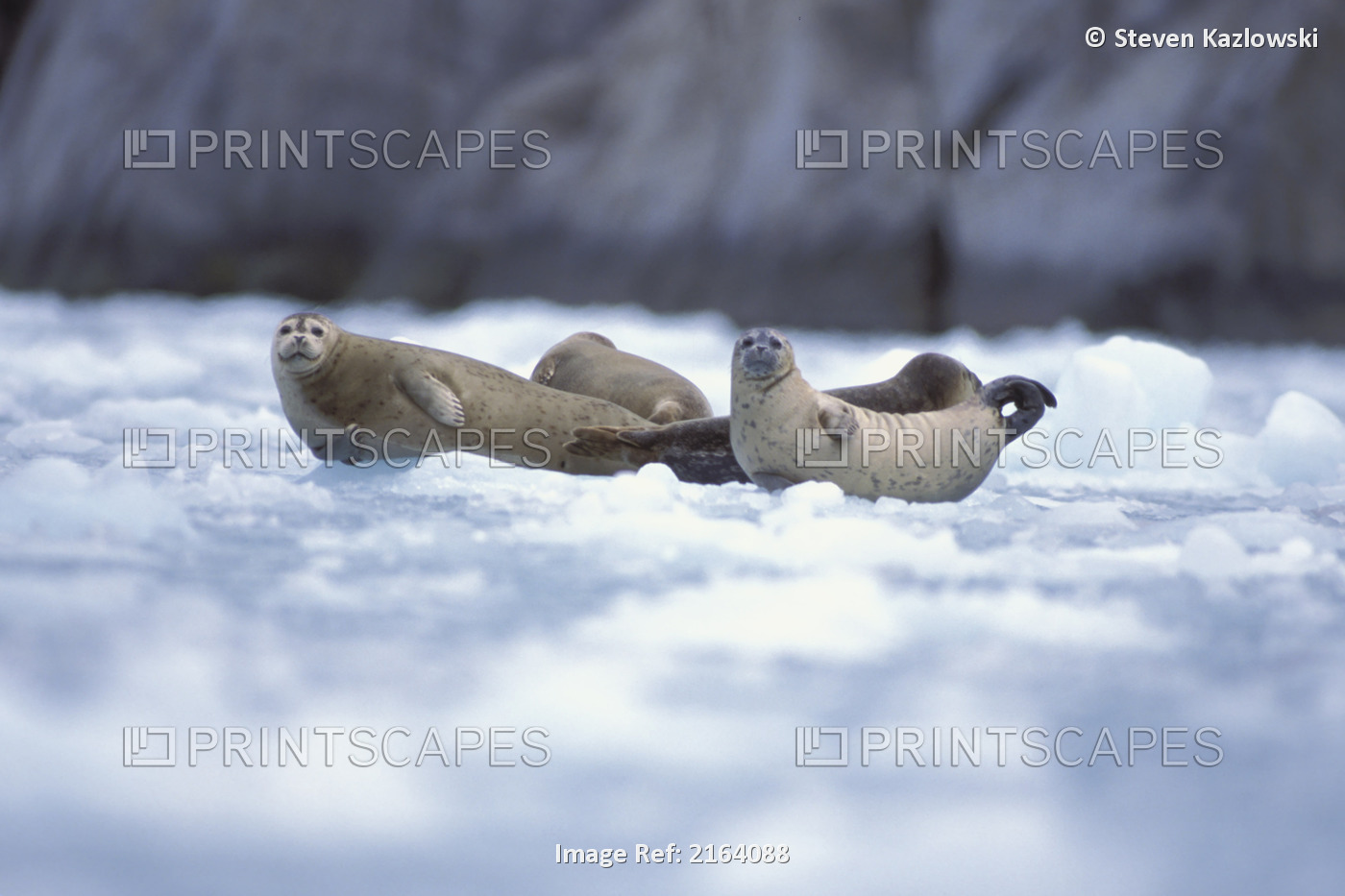 Harbor Seals Resting On Ice Floe In Northwestern Fjord Ak Kp Summer/Nkenai ...
