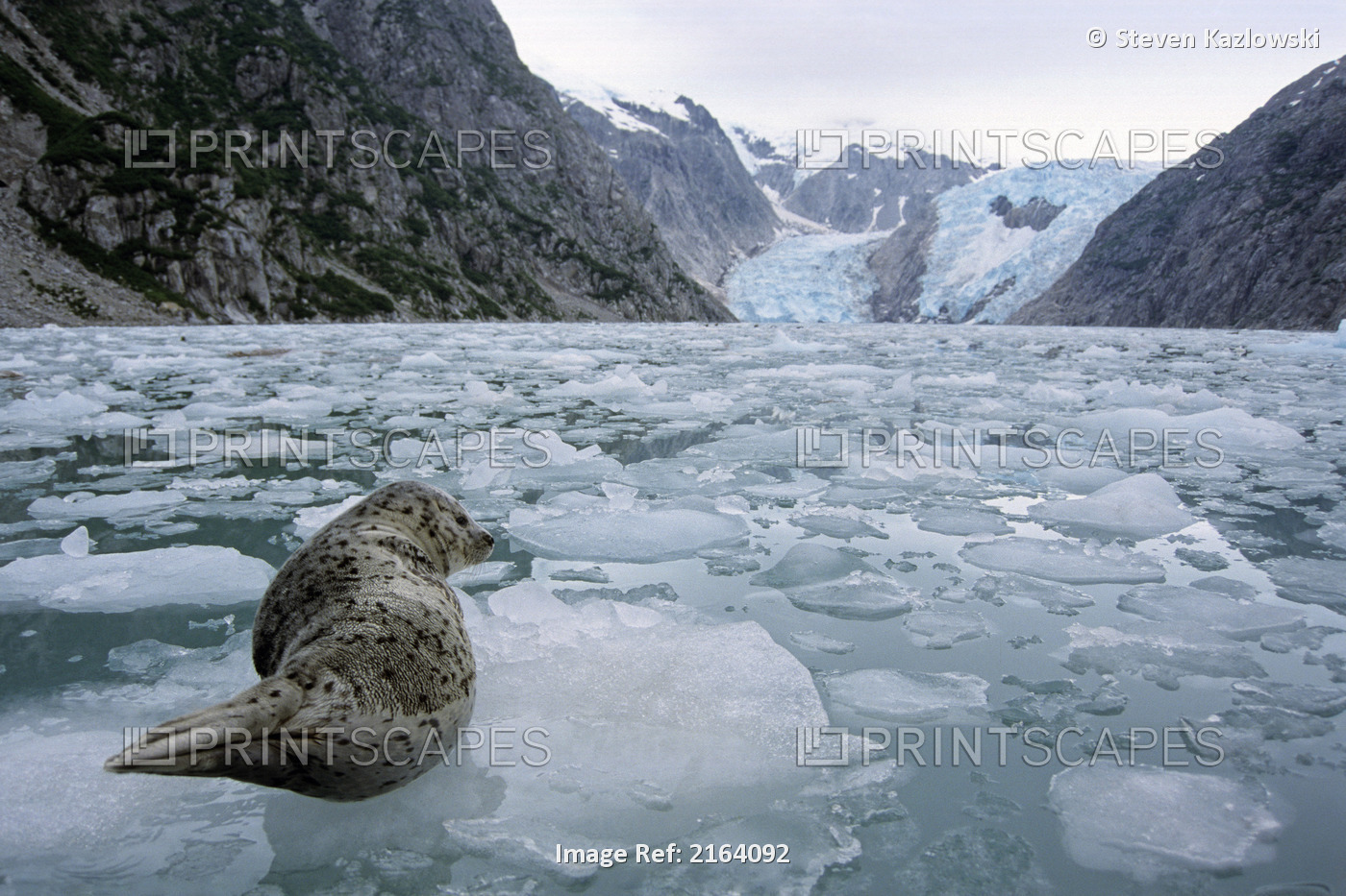 Harbor Seal Rests On Ice Floe In Northwestern Fjord Ak Kp Summer/Nkenai Fjords ...