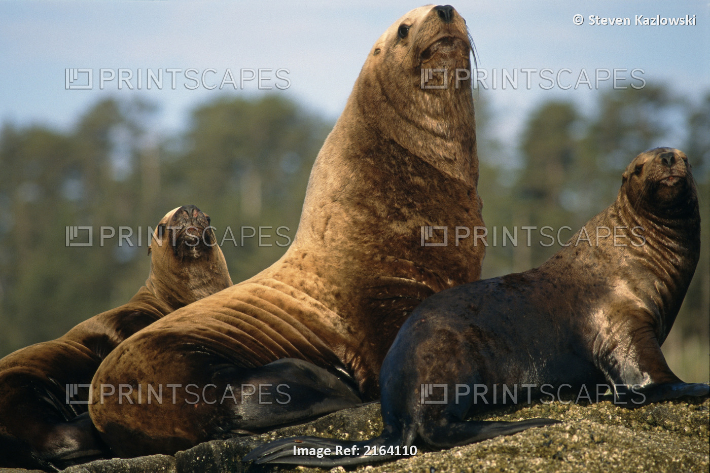 Steller Sea Lion Bull & Cows Rest At A Haulout On The Chiswell Islands Near ...