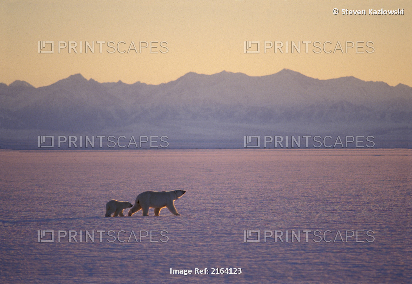 Polar Bear & Cub Walking On Ice Sunset Anwr Alaska Alaska