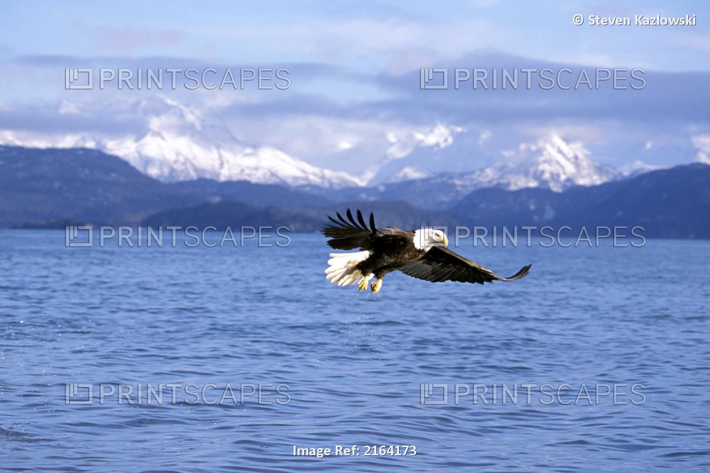 Bald Eagle In Flight Over Beach Katchemak Bay Kp Ak Winter