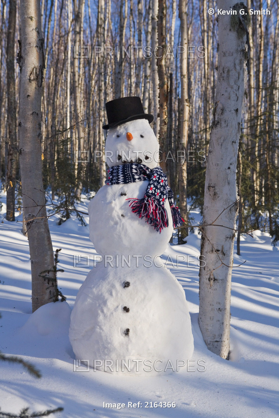 Snowman In Top Hat & Scarf Deep In Birch Forest Interior Alaska Winter