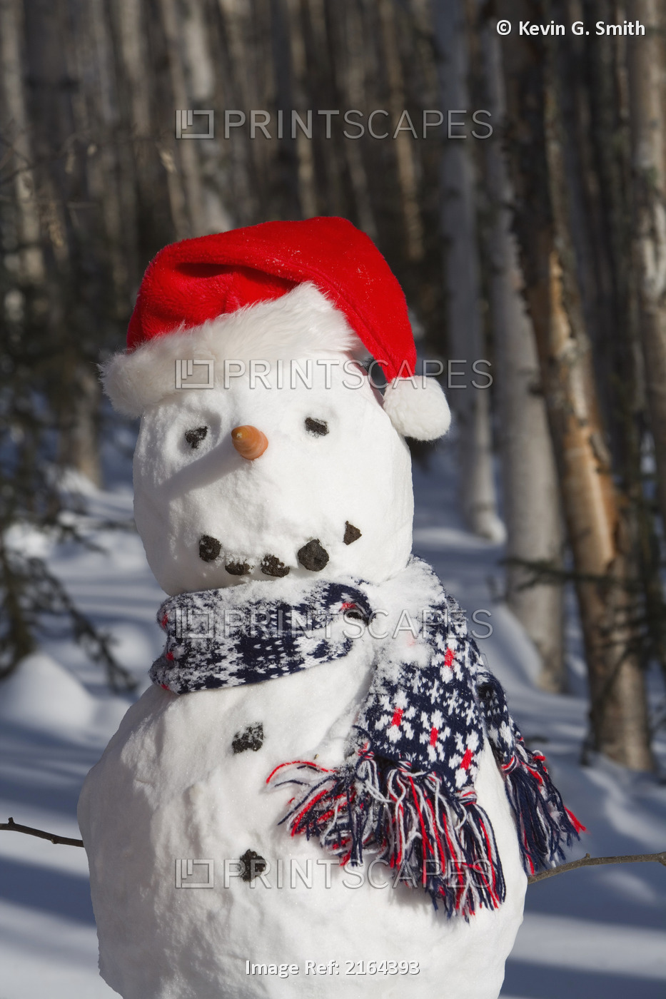 Snowman In Santa Hat & Scarf Deep In Birch Forest Interior Alaska Winter
