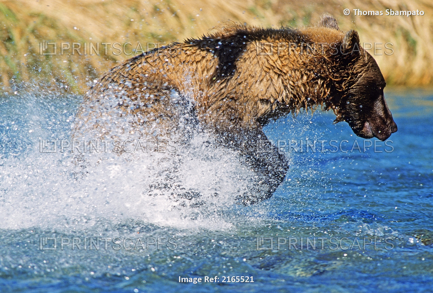 Grizzly Fishing For Salmon Geographic Harbor Katmai Np