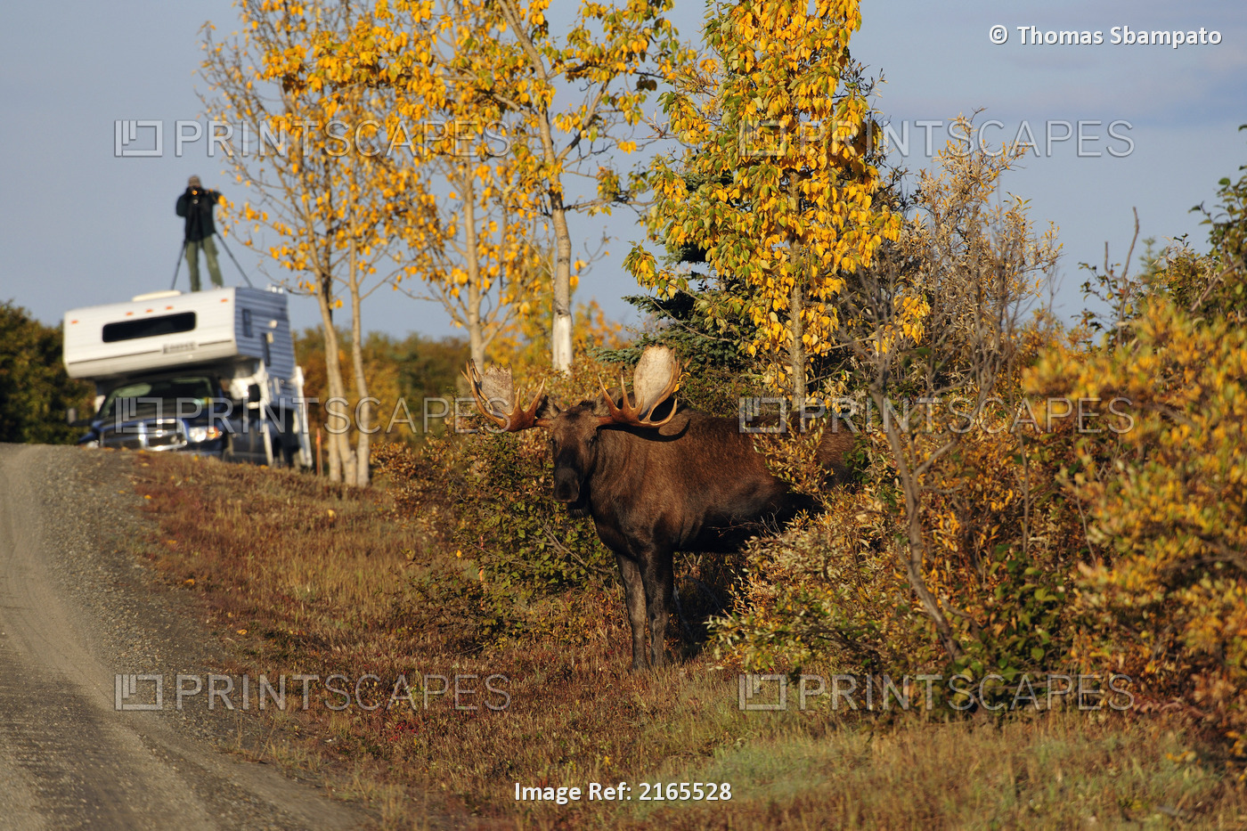 Tourist Photographing A Bull Moose Crossing The Dirt Road From Atop His Camper ...