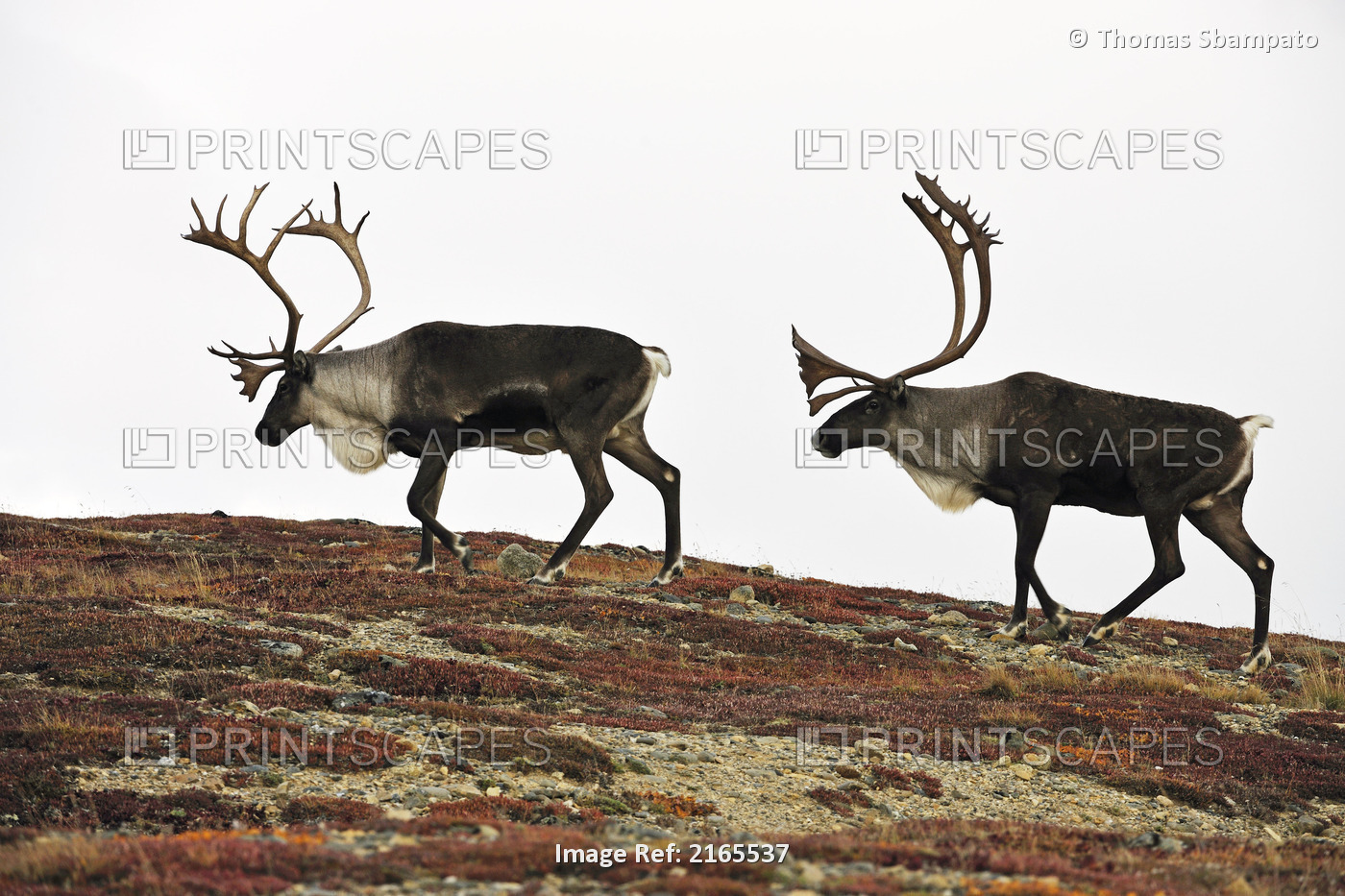 Profile Of Two Bull Caribou Walking On A Ridgeline During Autumn In Denali ...