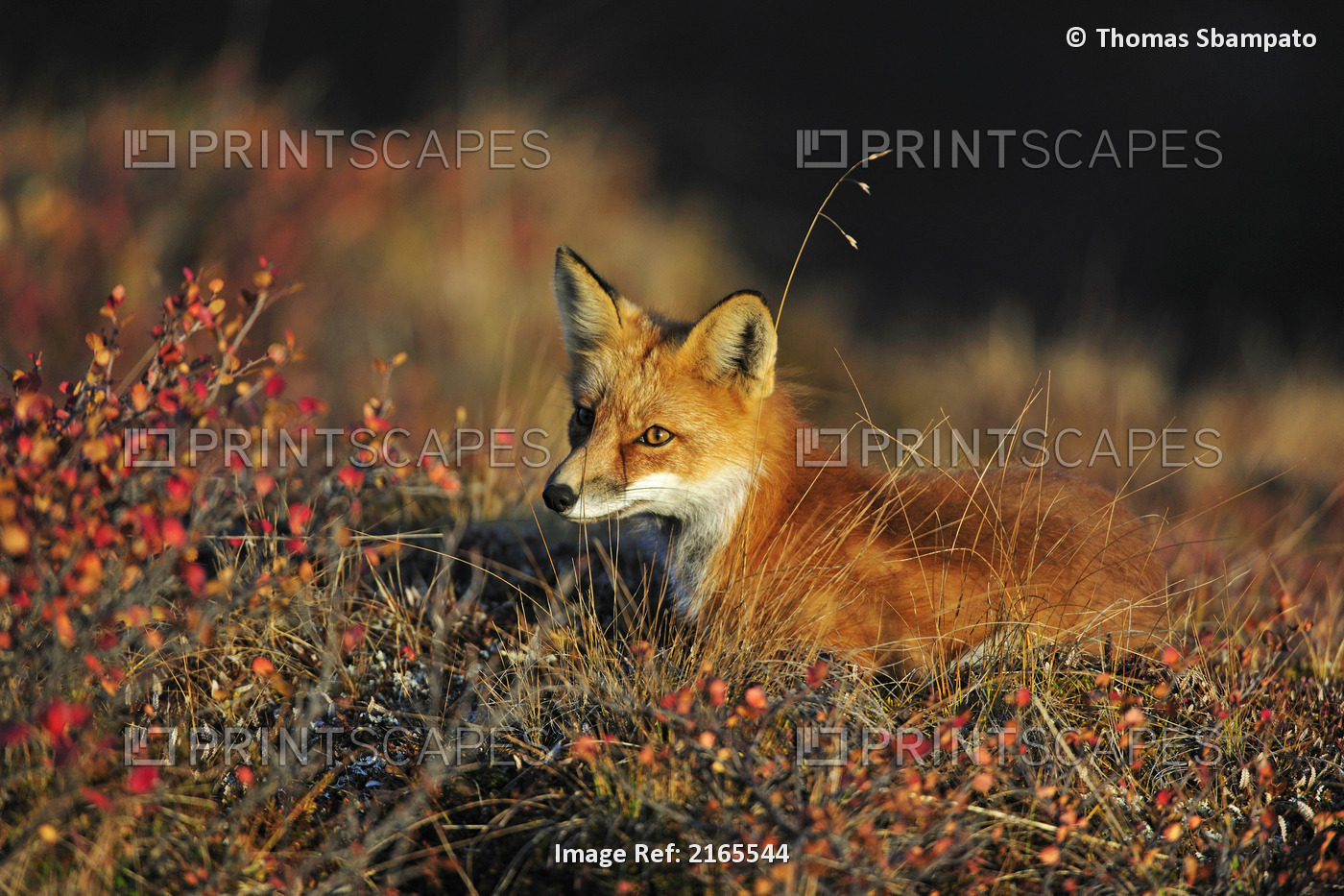 Adult Red Fox In Denali National Park During Autumn, Interior Alaska