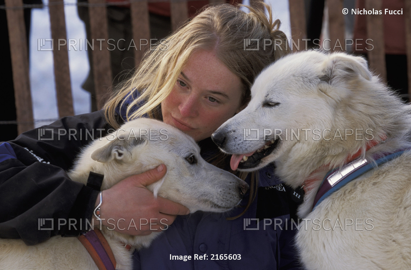 Young Girl Pets Sled Dogs At Anchorage Start Alaska